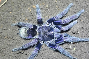 Vogelspinnen kaufen und verkaufen Foto: Neuer arten aus Peru !!!!!!!!!