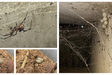 other spiders kaufen und verkaufen Photo: Biete Latrodectus & Loxosceles