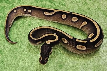 Pythons kaufen und verkaufen Foto: Verkaufe Königspythons / Python regius