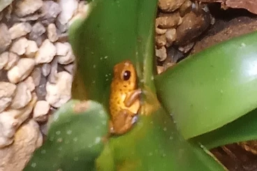 Poison dart frogs kaufen und verkaufen Photo: Oophaga Nachzuchten BriBri