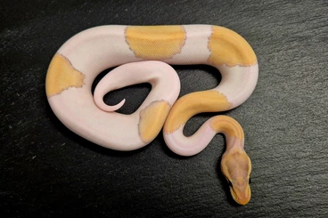 Ball Pythons kaufen und verkaufen Photo: 0.1 Banana Pastel Mojave Pied