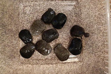 Schildkröten  kaufen und verkaufen Foto: 0,0,X Chelodina reimanni