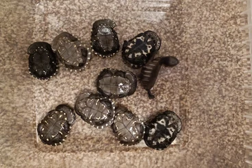 Schildkröten  kaufen und verkaufen Foto: Chelodina reimanni for Ziva Exotika