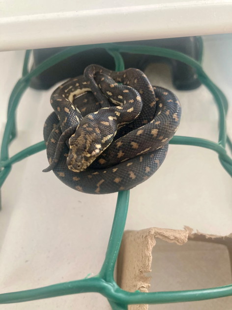 Diamond pythons (Morelia spilota spilota) - EU
