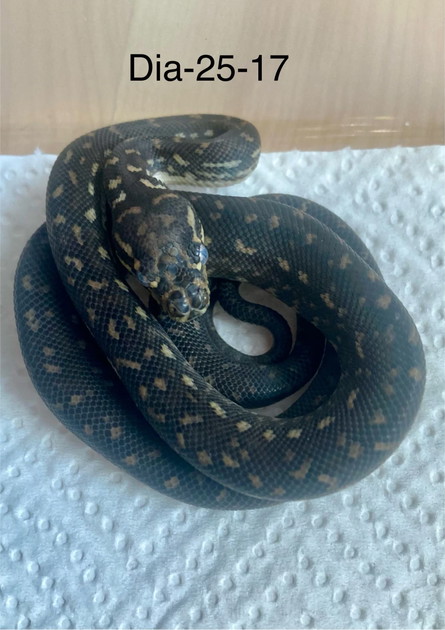 Diamond pythons (Morelia spilota spilota) - EU