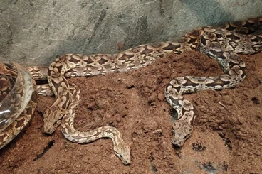 Boas kaufen und verkaufen Foto: Acrantophis dumerili CB 0,2 2019 . 2,0 2022