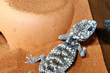 Lizards kaufen und verkaufen Photo: Nephrurus asper 1.1, CB 2024/25.