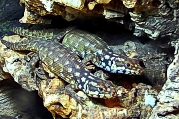 Lizards kaufen und verkaufen Photo: Egernia hosmeri  0.0.3 CB2025.