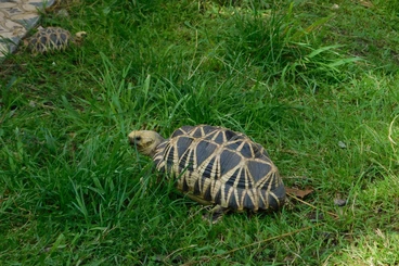 Tortoises kaufen und verkaufen Photo: 1,0 Geochelone platynota cb 19