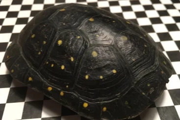 Sumpfschildkröten kaufen und verkaufen Foto: 1,0 Tropfenschildköte Clemmys guttata cb 19