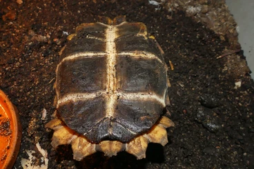 Landschildkröten kaufen und verkaufen Foto: Kinixys erosa wc 01.2024 12 cm