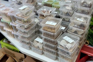 Geckos kaufen und verkaufen Foto: Verschiedene Geckos, Futtertiere und Zubehör vor Ort.