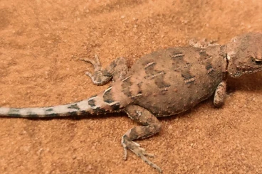 Lizards kaufen und verkaufen Photo: Available lizards for upcoming Houten