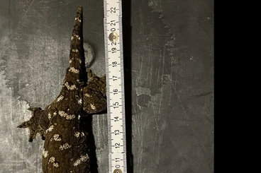 Geckos kaufen und verkaufen Foto: Last Chance for Hamm show Rhacodfactylus leachianus Mount Koghis