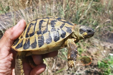 Tortoises kaufen und verkaufen Photo: Testudo hermanni hermanni Sicily male for Hamm