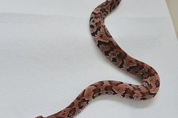 Giftschlangen kaufen und verkaufen Foto: For Hamm in March !