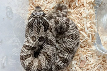 Snakes kaufen und verkaufen Photo: Heterodon nasicus NZ 2025