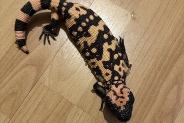 Lizards kaufen und verkaufen Photo: Heloderma suspectum NZ 2024 & 2025