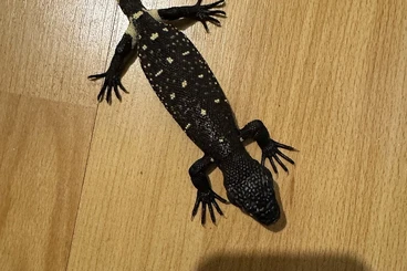 Lizards kaufen und verkaufen Photo: Heloderma h. horridum - Superblack Line NZ 2026