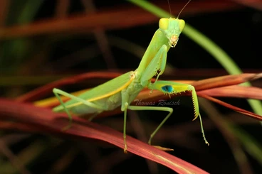 Insekten kaufen und verkaufen Foto: Orthodera cf burmeisteri (Gottesanbeterin)