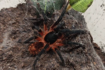 Spiders and Scorpions kaufen und verkaufen Photo: Vogelspinnen Übergabe Hamm