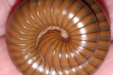 other Arthropoda kaufen und verkaufen Photo: Tansania Tausendfüßer Spirostreptus spec. 1