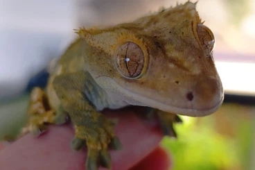 Geckos kaufen und verkaufen Foto: 1.0 Correlophus ciliatus - Kronengecko