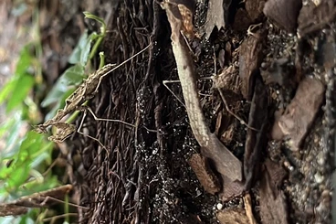 Insekten kaufen und verkaufen Foto: Haania orlovi L2/3 Moomantis