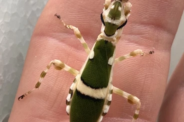 Insekten kaufen und verkaufen Foto: Theopropus rubrobrunneus L4/5 Weibchen