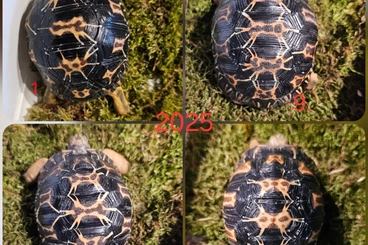 Turtles and Tortoises kaufen und verkaufen Photo: Astrochelys radiata - Strahlenschildkröten