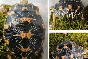 Turtles and Tortoises kaufen und verkaufen Photo: Astrochelys radiata 2025 - Strahlenschildkröten