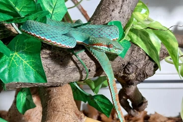 Snakes kaufen und verkaufen Photo: Trimeresurus,Crotalus,Agkistrodon, lachesis muta