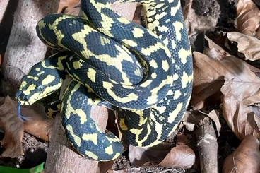 Snakes kaufen und verkaufen Photo: Morelia s cheynei, Leiopython albertisii