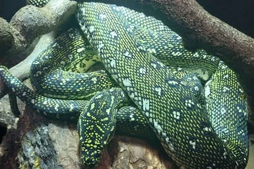 Snakes kaufen und verkaufen Photo: !!! PURE DIAMONDS !!! Morelia spilota spilota