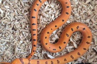 Colubrids kaufen und verkaufen Photo: Königsnattern 2025 Lampropeltis leonis abzugeben