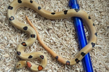 Colubrids kaufen und verkaufen Photo: 2024 Königsnattern / Lampropeltis leonis