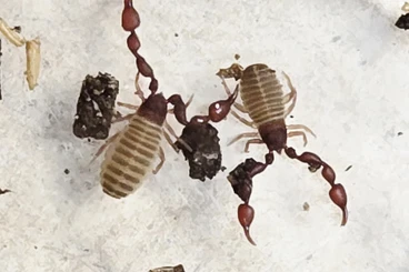 Spinnen und Skorpione kaufen und verkaufen Foto: Pseudoscorpion bookscorpion Bücherskorpion Pseudoskorpion Chernes