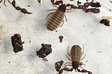 Spiders and Scorpions kaufen und verkaufen Photo: bookscorpion pseudoscorpion Bücherskorpion Pseudoskorpion Chernes