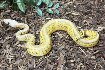 Königspythons kaufen und verkaufen Foto: 1.0 Super Pastel Stranger Fire Clown