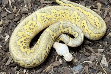 Ball Pythons kaufen und verkaufen Photo: Super Pastel Fire Stranger Clown