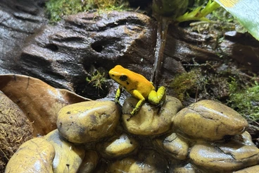 Poison dart frogs kaufen und verkaufen Photo: 0,1 - 0,4 Phyllobates bicolor for Hamm