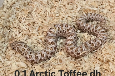 Nattern ungiftige  kaufen und verkaufen Foto: Heterodon nasicus | Hakennasennatter | Hognose