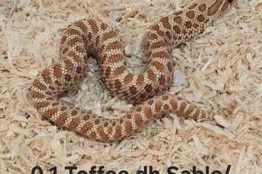 Colubrids kaufen und verkaufen Photo: Heterodon nasicus | Hakennasennatter | Hognose