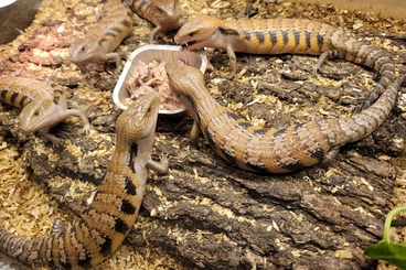 Echsen  kaufen und verkaufen Foto: Terraristika Hamm 14.3.2026