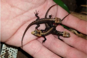 Echsen  kaufen und verkaufen Foto: Terraristika Hamm 14.3.2026