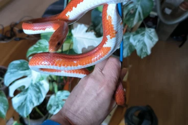Snakes kaufen und verkaufen Photo: Für Hamm März 0,2 Pied Sided Kornnattern, proven breeder