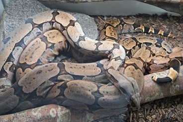 Boas kaufen und verkaufen Photo: B. c. amarali babies for Hamm og Snakeday.