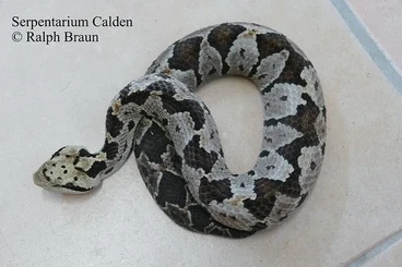 Giftschlangen kaufen und verkaufen Foto: Serpentarium-Calden gibt ab / sucht: