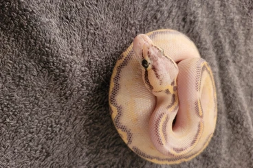 Königspythons kaufen und verkaufen Foto: königspython adulte tiere und enz 24 für ulm und hamm