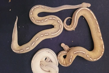 Königspythons kaufen und verkaufen Foto: königspython adulte tiere und enz 24